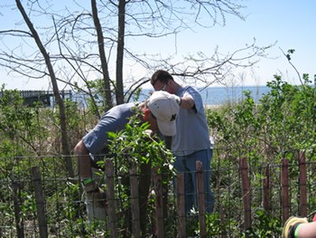 Removal of invasive plant species at Walnut Beach 